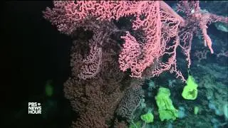 The invisible ocean threat that ripples through the food chain