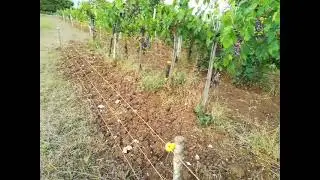 Videorecensione GEMIMARKET: Recinti Elettrici protezione Uva di Gennaro da Sanza - Trustvideos 5/5
