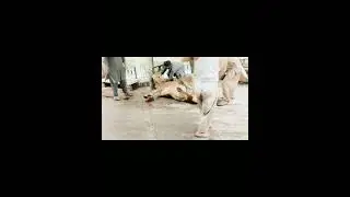 professional Qasai Qurbani 2k23