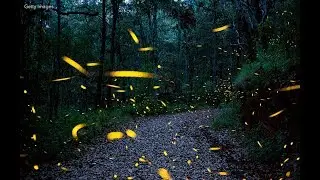 Lightning Bugs are flooding New Jersey neighborhoods.