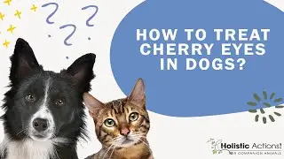 FAQ: How to treat cherry eyes in dogs?