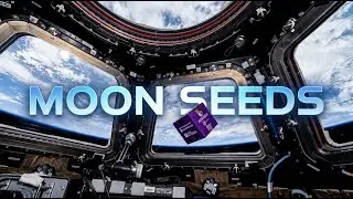 'Moon Seeds' - Live in Abu Dhabi #spacemusic  @nyu-abudhabi