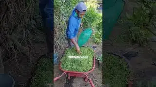 Budidaya gulma malah lebih cuan? #azzola #gulma #mahakamagro