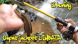 SI KUNING BISA DAPET JACKPOT | Ityp ala ala