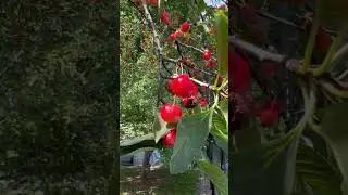 Sour Cherry