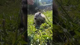 WORLDS FIRST EVER BEEN  DONE ... PETTING A WILD GROUNDHOG!!!!!!!!!!!!
