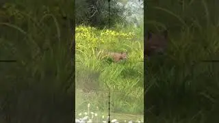 #shortsvideo #hunter #deerhunting #gaming #hunting #animal #virtualhunting #game