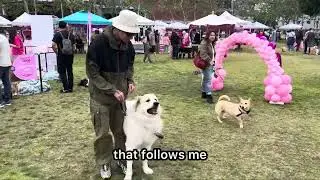 I Went To A Dog Event And All The Dogs Were Behaving Like This..