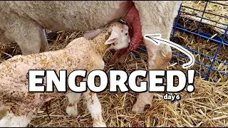 This ewe's udder is TOO BIG for her LAMBS!  Vlog 313