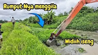 RUMPUT MENGGILA❗️KALI GANDOK MAKIN KESONO MAKIN BALA❗️#kdm 