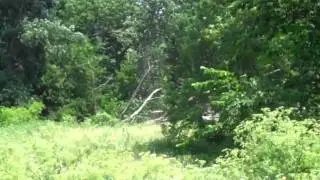 Fallin oak with dead top