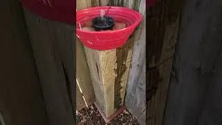 butterfly drinking fountain