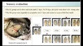 Effect of super-chilling storage on quality of pacific oyster