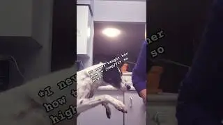 unique dog begging #dogs #animals #doglife #dogshorts #pets #cute #short #funny #shorts #love #fyp