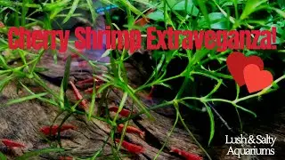Cherry Shrimp and Green Neons!