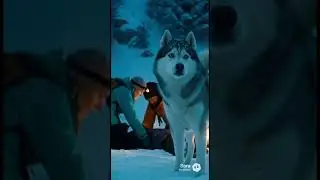 Husky Comes To Rescue - Elderly Man Gets Saved #husky #rescue #snow