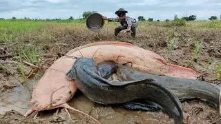 Amazing fishing - a fisherman skills catch a lot of fishes and Redfish in the mud at rice field 