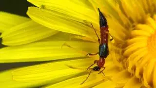 Uferkurzfl&uuml;gler Paederus litoralis
