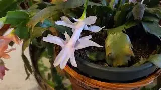 Наши рождественские кактусы зацвели.