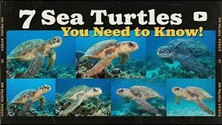 7 Sea Turtles You Need to Know! - Sea Turtle Facts for Kids