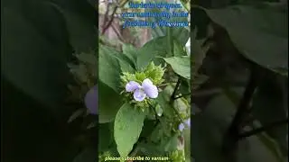 Barleria strigosa l December flower @Varnamofficial-1711 #nature #december #trendingshorts