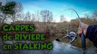 CARPES de RIVIERE SAUVAGE en STALKING