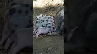Cute minipig family #shorts #minipig
