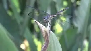 Dragonfly Whisperer