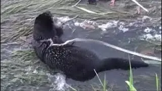 Mink vs Rat - Great Canal Rat Hunt!