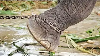 The Elephant Rope (Belief)