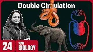 Double Circulation