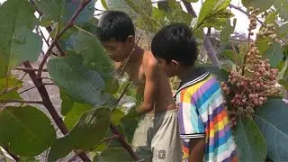 Primitive Technology, Find wild fruits and vegetables to eat