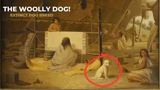 The DOG WITH WOOL! America's Strangest Extinct Canine (Solved!) #dogs