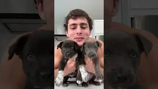 Puppies and Pasta