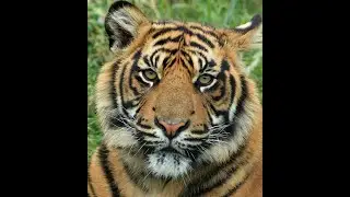 International Tiger day 29th July 2024