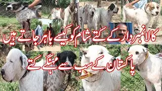 Bully Dogs Setup Of Rao Kala Nambardar | Dogs ki Sham ki Routine