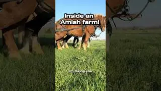 Inside an Amish Farm: 40,000 Pastured Chickens, ZERO Electricity #pastureraised  #sustainableliving