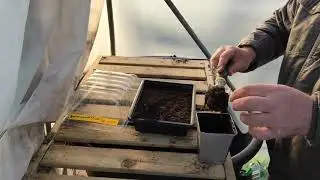 How to Grow Tigerella Tomatoes |Gardening for Beginners