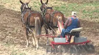 Mules Discing Short Mountain Tenn.