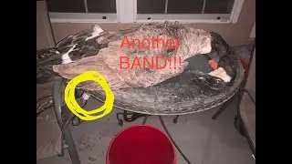 Shot My Very First Banded Goose! (Surprise!!!)