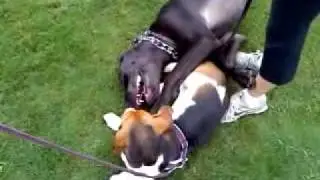 Dog Flirting