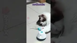 Sosirolo el juguete Interactivo para Gatos con diversi&oacute;n asegurada con 3 modos de juego.