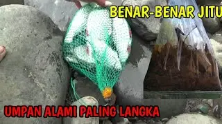 BENAR-BENAR JITU !!! Mancing Umpan Laron Dapat Banyak Ikan Besar