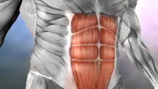 why do my abs only show when i flex