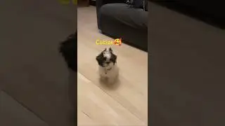 Funny cute dog video|Cute shihzu puppy|#cute #shorts #video
