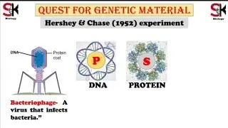 Hershey and Chase Blender Experiment... DNA is genetic material...