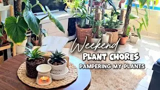 Njoy Pothos Propagation Update Plus New Plant Scindapsus Silver Hero