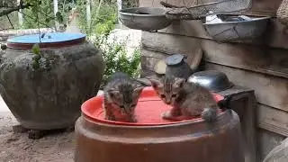 Two gray kittens sitting on a water jug.