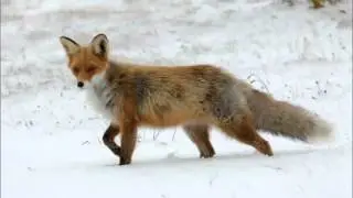 Fuchsmajors Impro