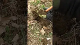Short #75 - Buckle up , metal detecting with the nokta makro simplex.